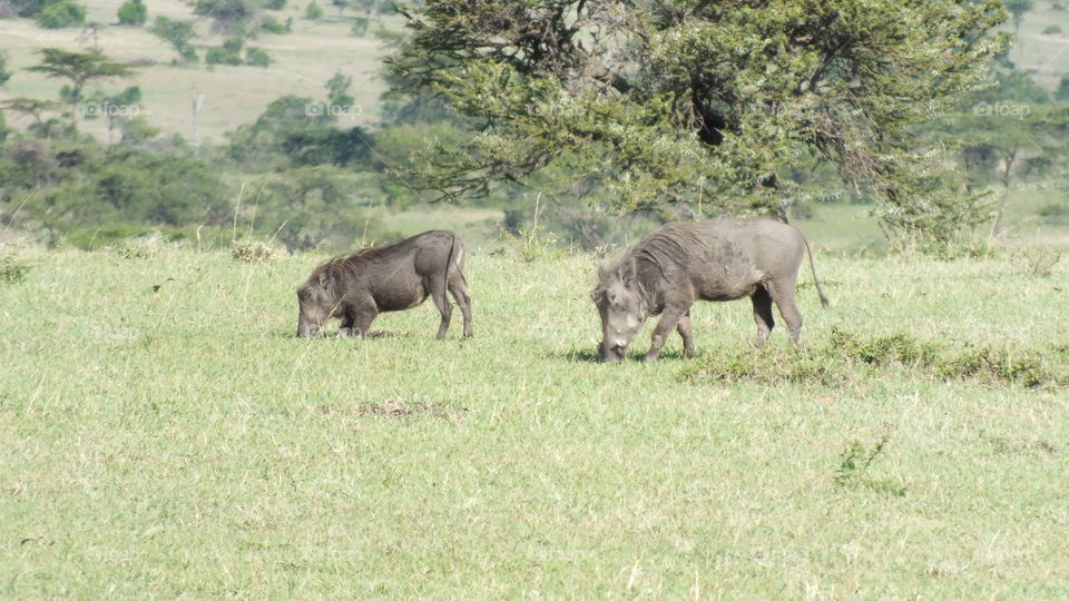 Warthogs