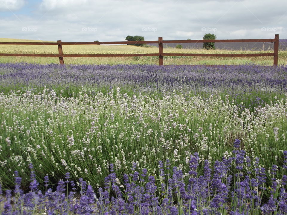 Beautiful Lavender