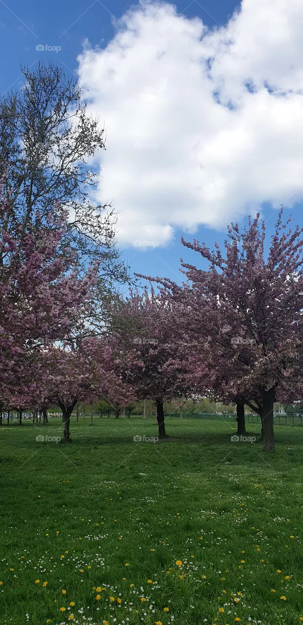 spring and park