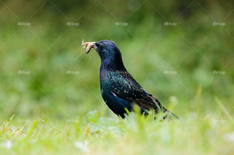 starling with worms