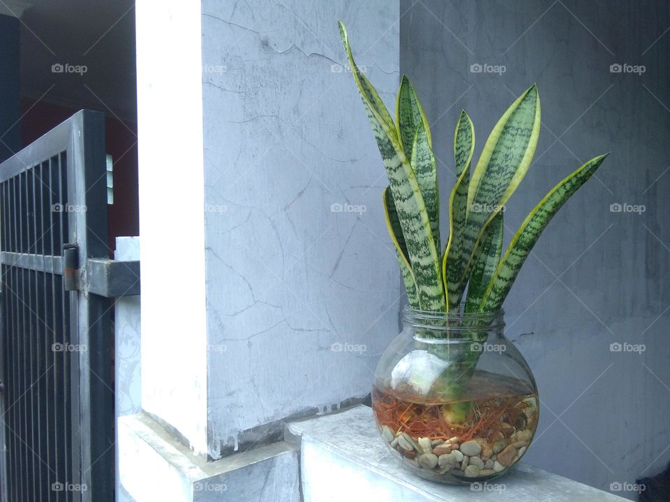 Sansevieria Trifasciata itself comes from the West African continent, spread from eastern Nigeria to the Congo. Besides being found in Africa, Sansevieria Trifasciata is also found in Madagascar and South Asia