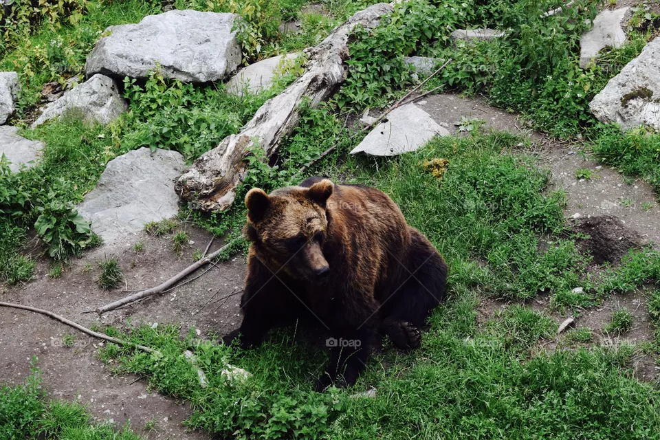 Bears.