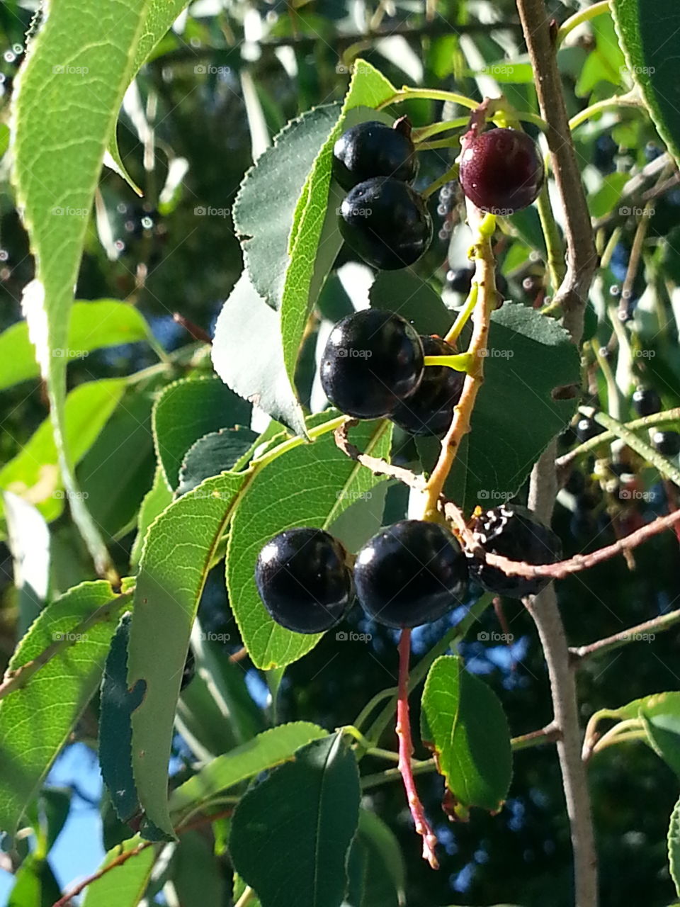 Black Berry Branch