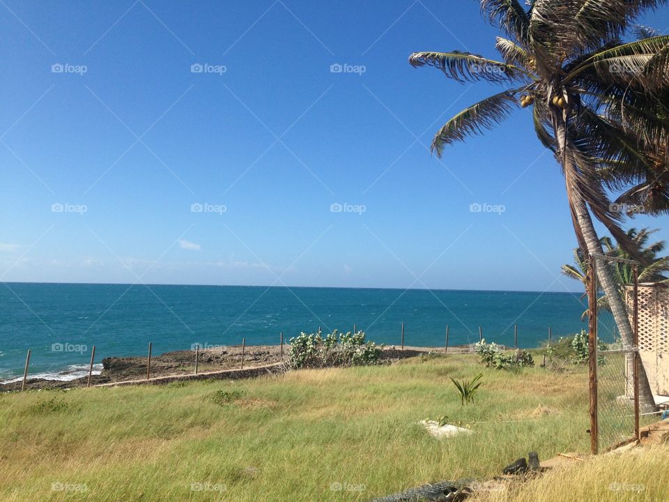 A grassy Seaside spot with coconut trees in St Elizabeth Jamaica 