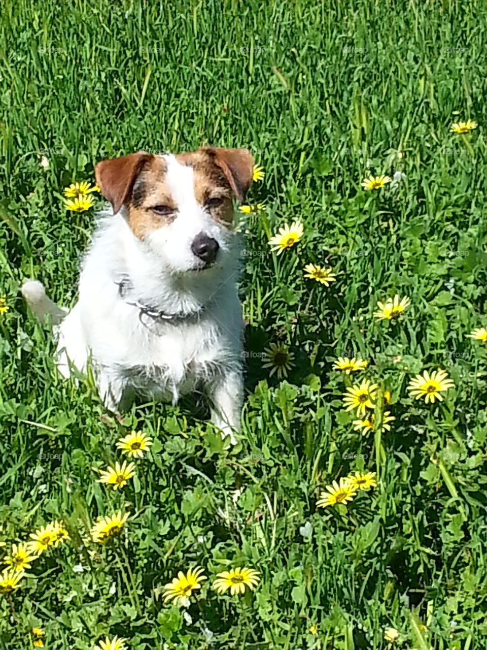 playing in the grass