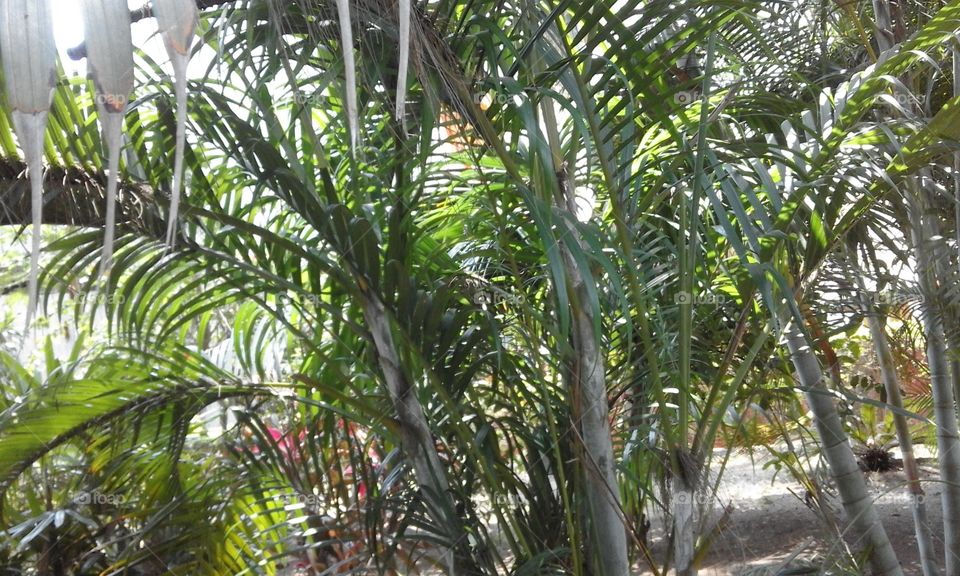 Tropical, Leaf, Tree, Nature, Flora