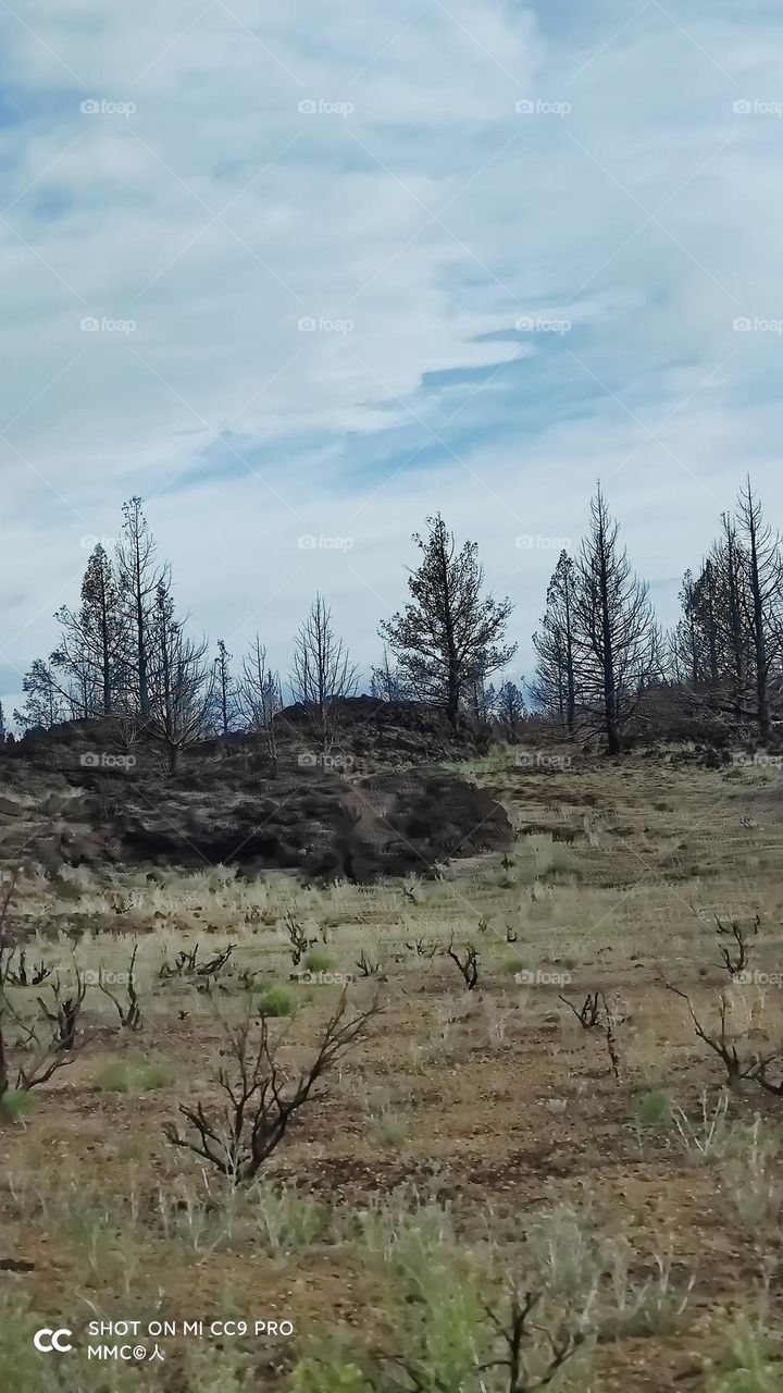 trees and forest series