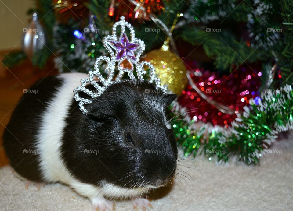 Guinea pig wearing a crown