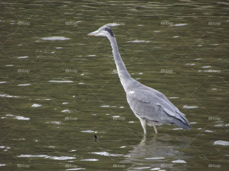 Heron On Water