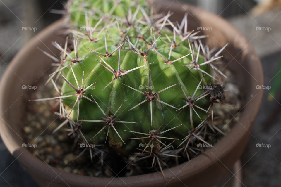 Cactus, Succulent, Spine, Sharp, Pot