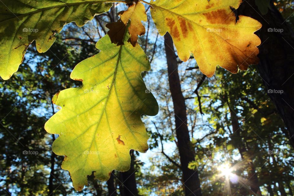 Autumn leaves 