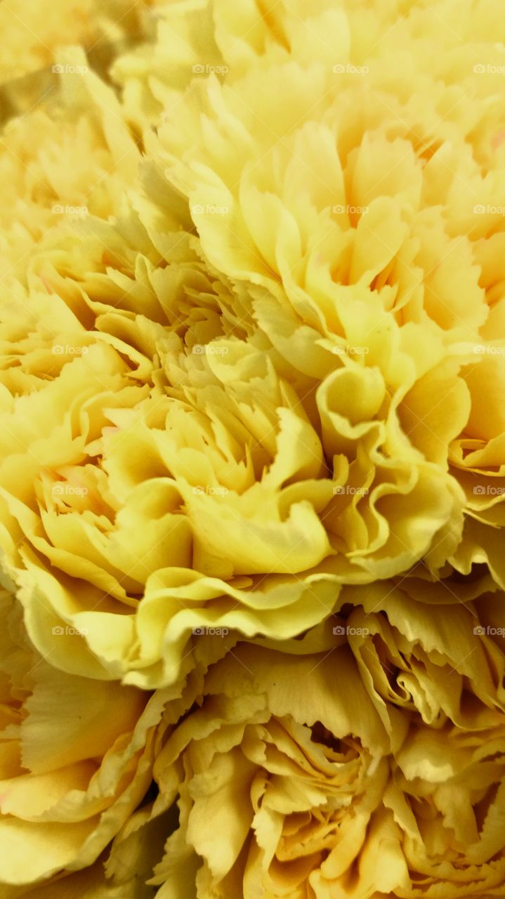 yellow flower close up