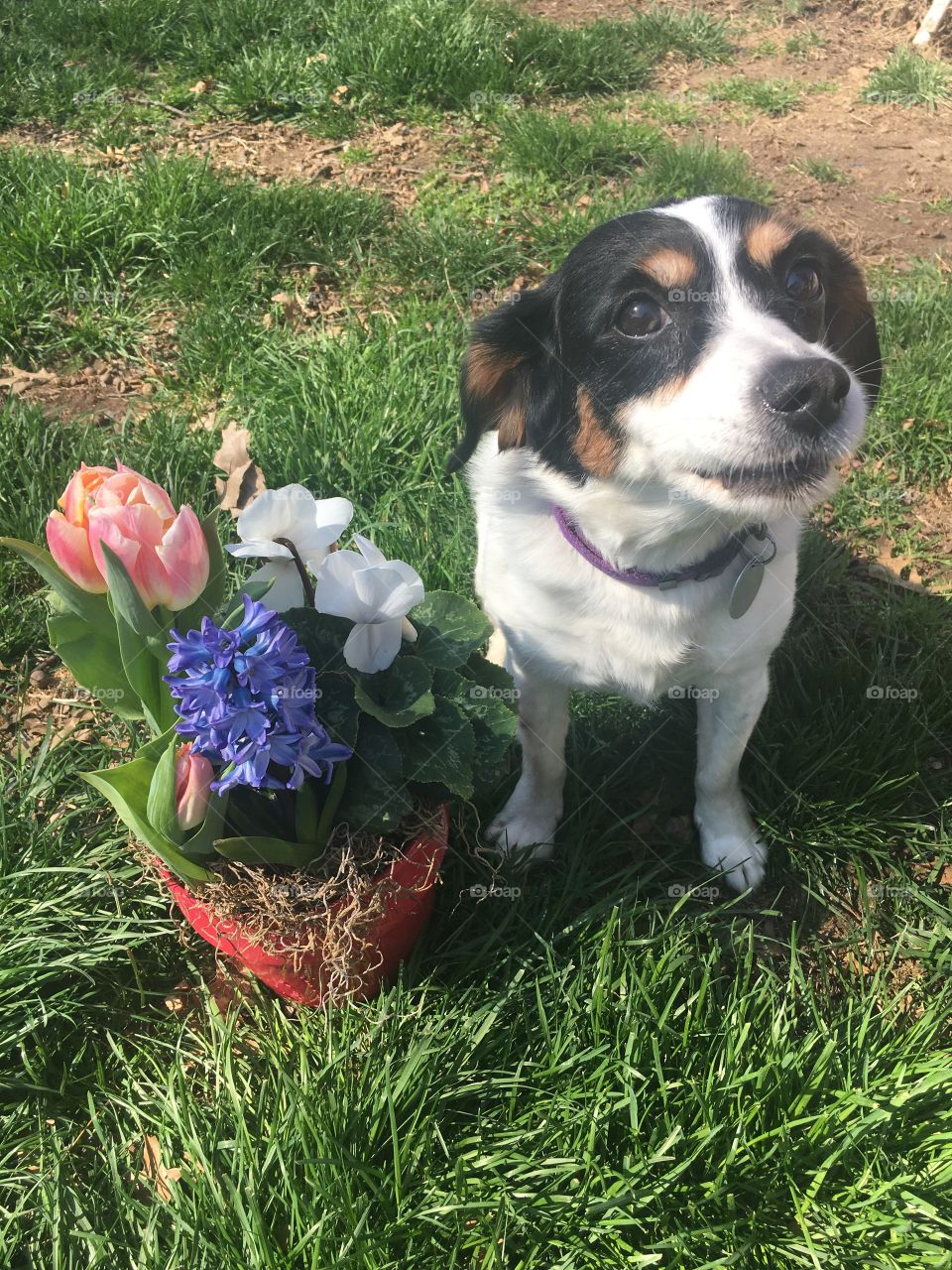 Dog making cute mad face next to spring flowers 