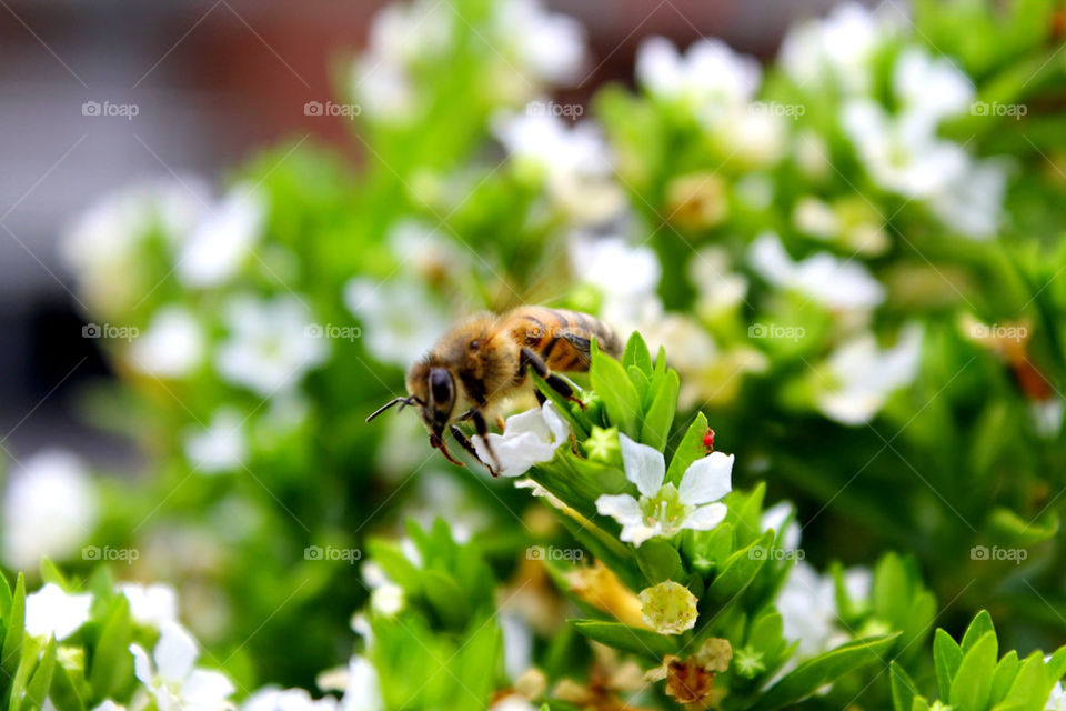 flower bee ape verde by eliadalmasso