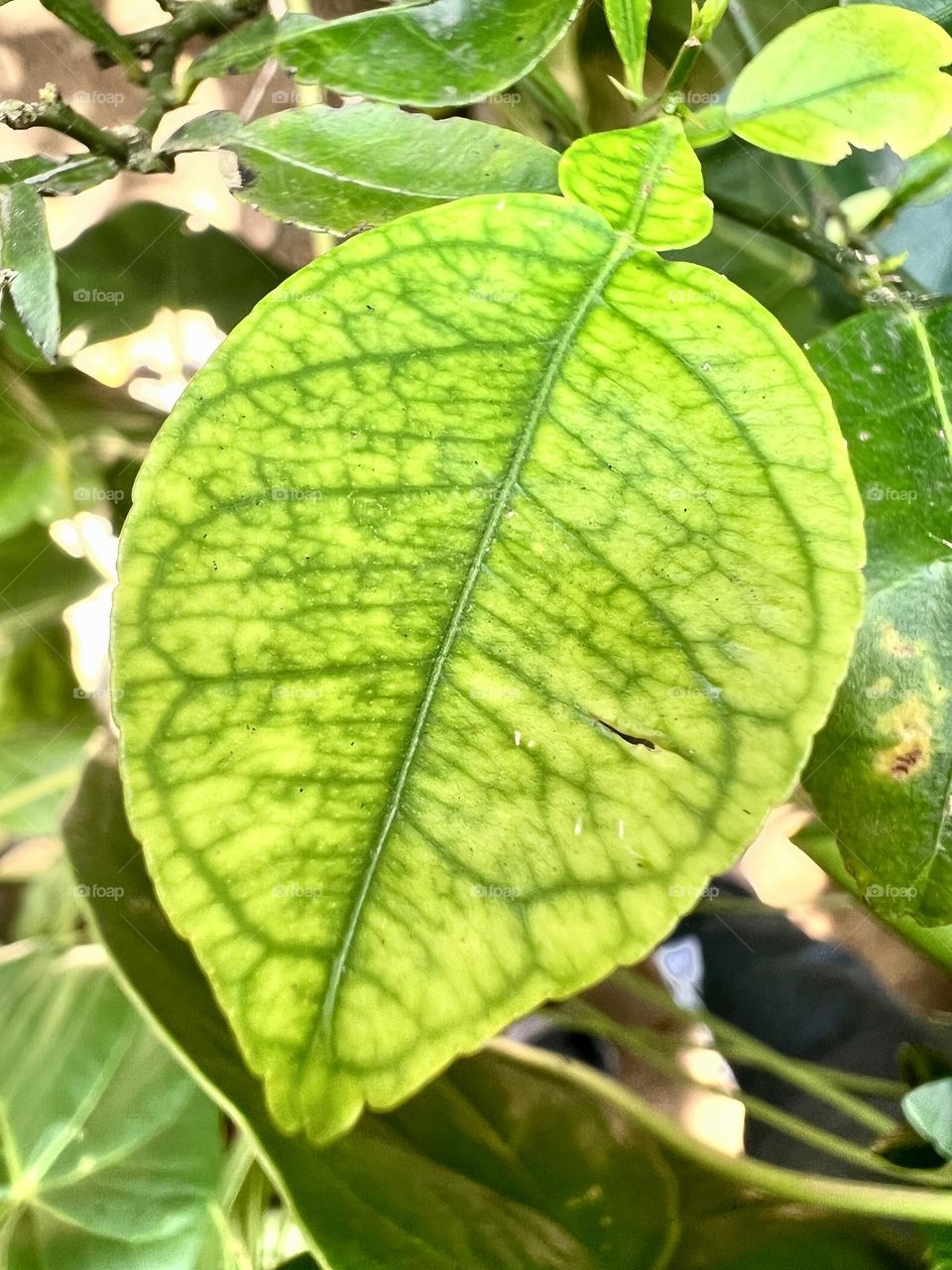 lime leaf strcture view