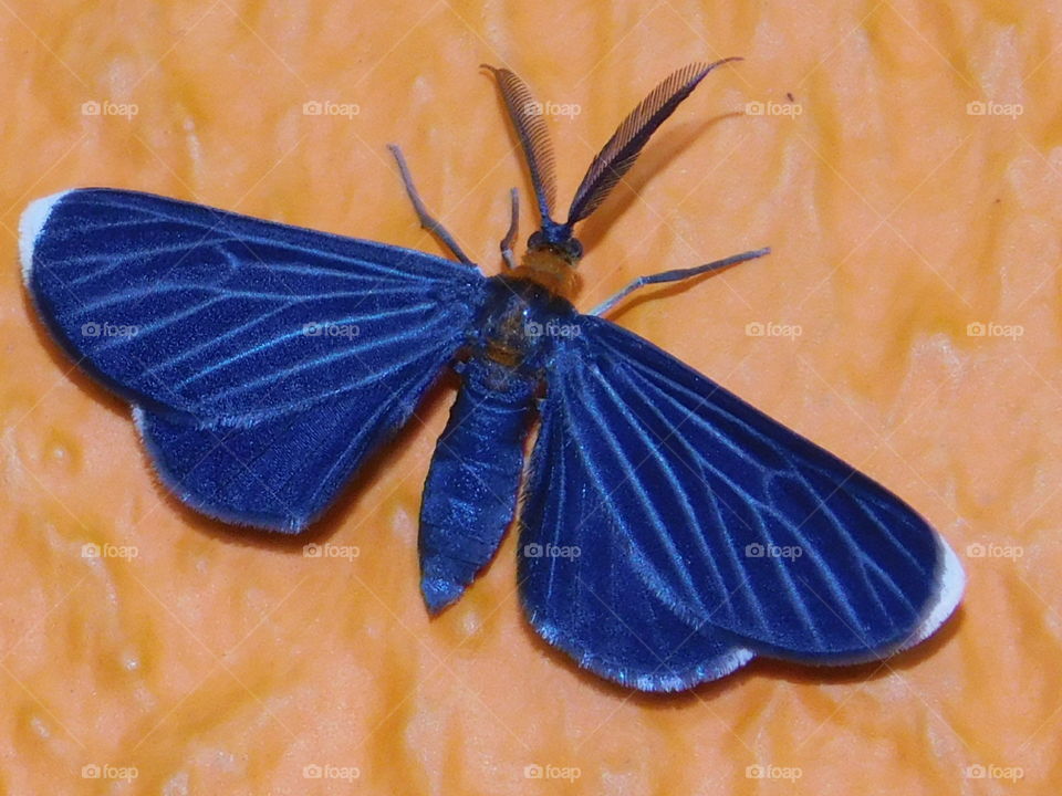 A beautiful blue butterfly. #Guadeloupe