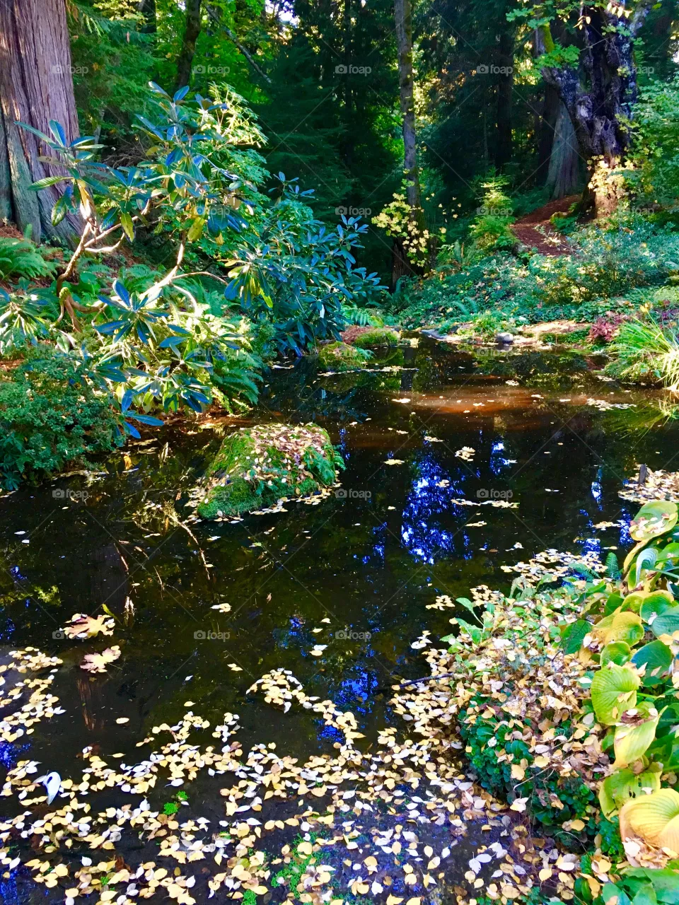 Fall Colors