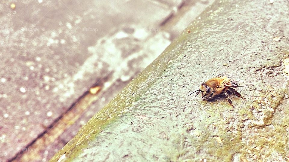 A bee in a bench. A day in the life of a lonely bee