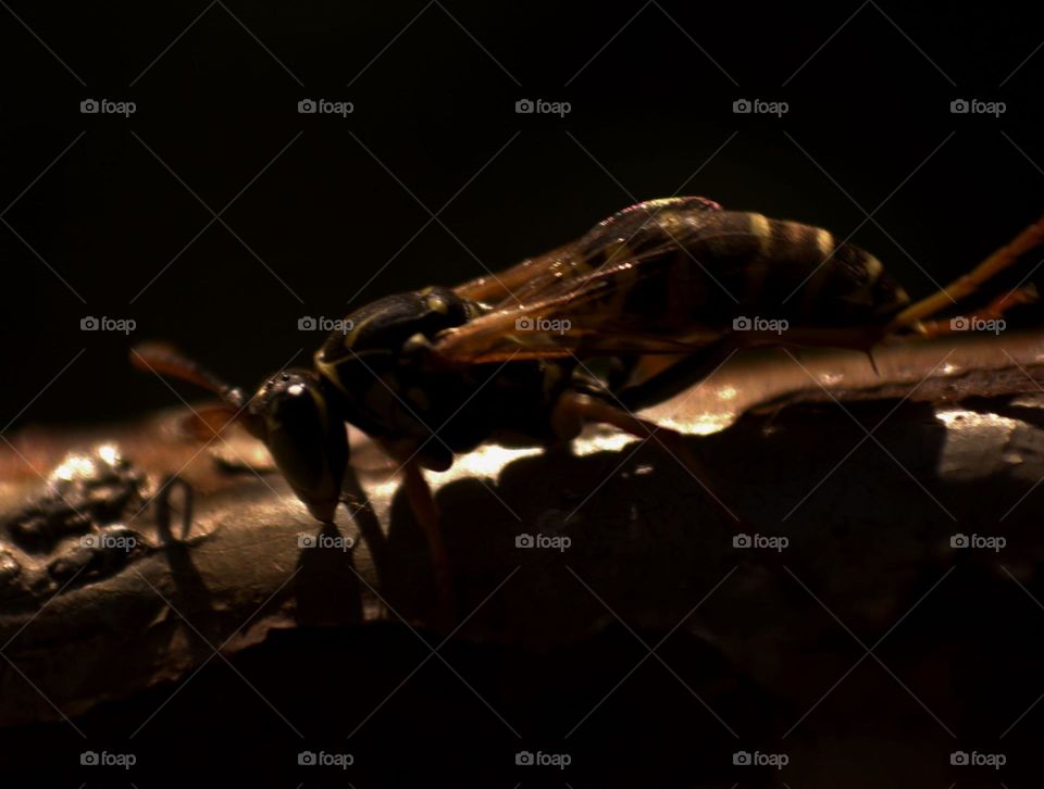 The almost feminine siluette of a wasp,the shadows adding mistery and beauty to it.