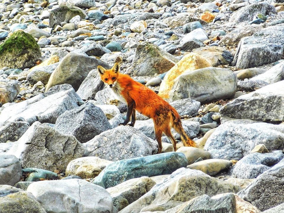 Fox sighting at the beach..