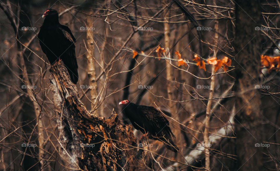 Old buzzards on a stump