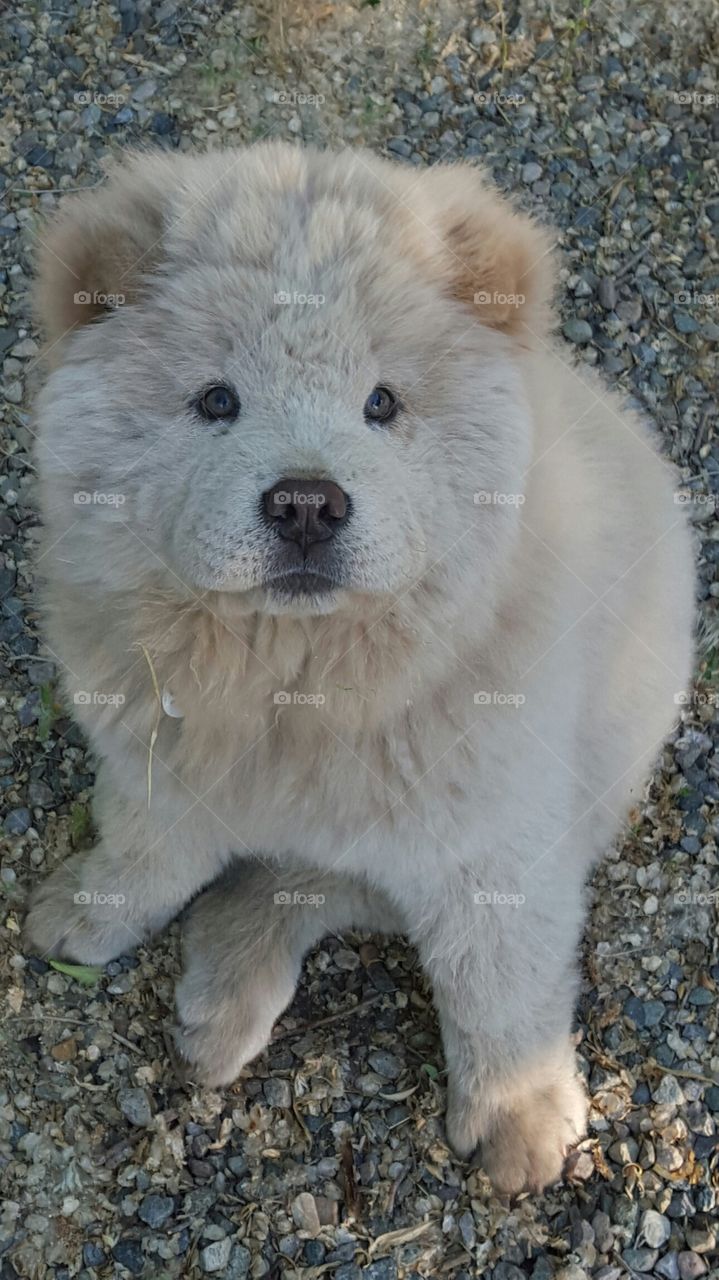 Elvis The Chow