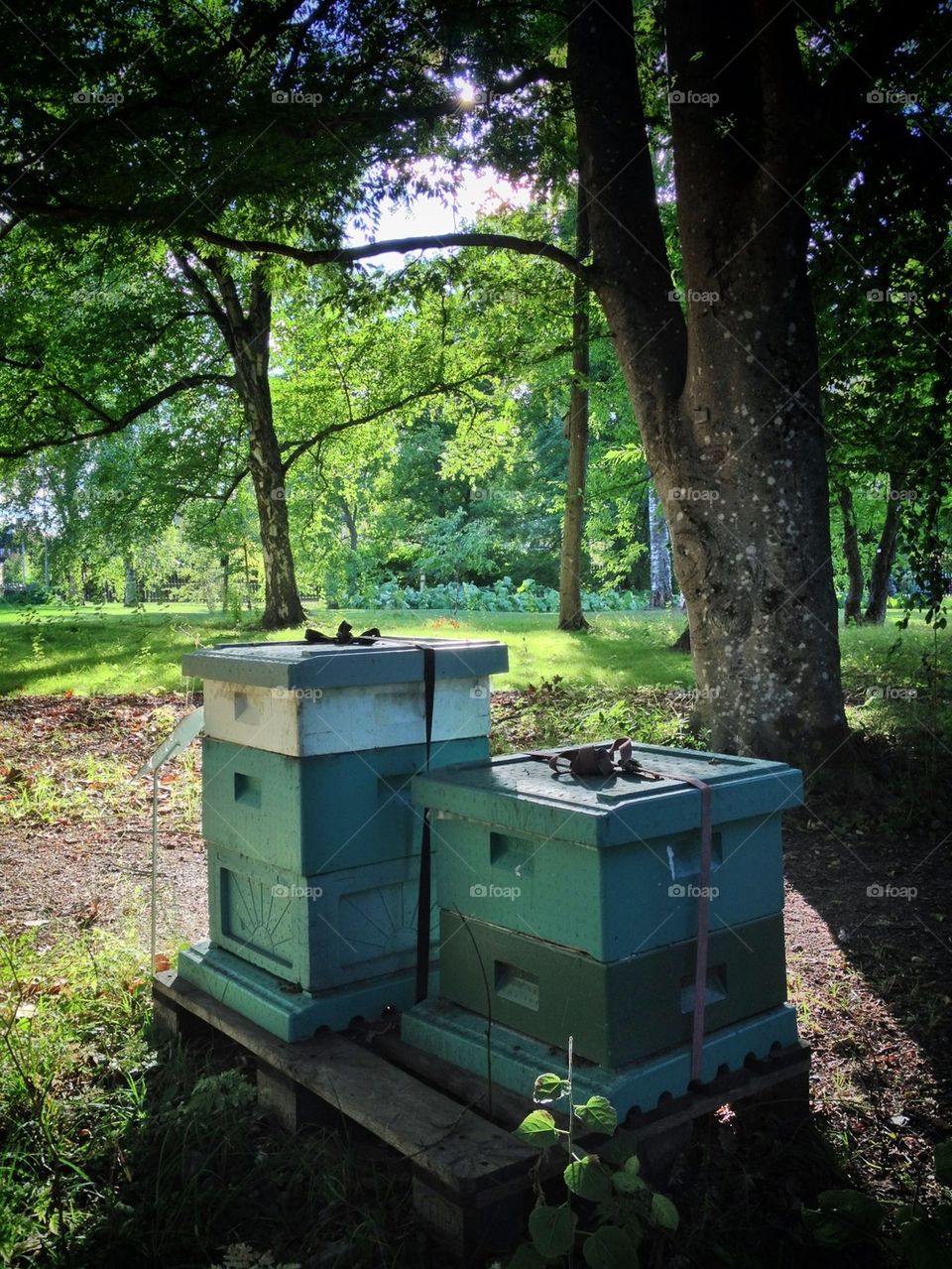 Beehives in the Botanical garden