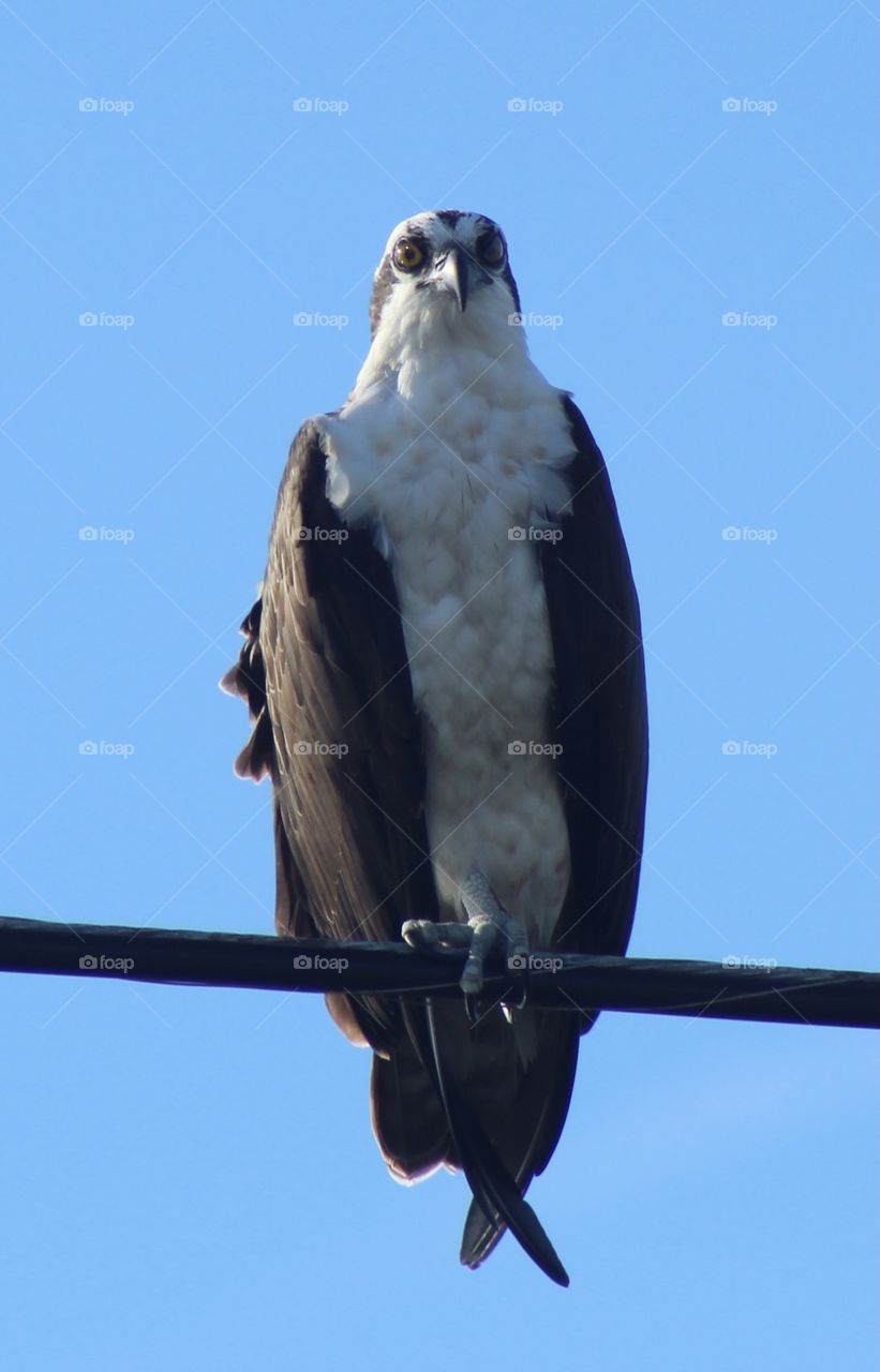 Sitting Osprey Being Slightly Surprised 