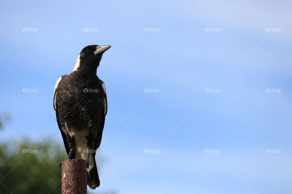 Magpie on a rusty post against vivid blue sky, minimalist with plenty of negative space for wallpaper, background or desktop