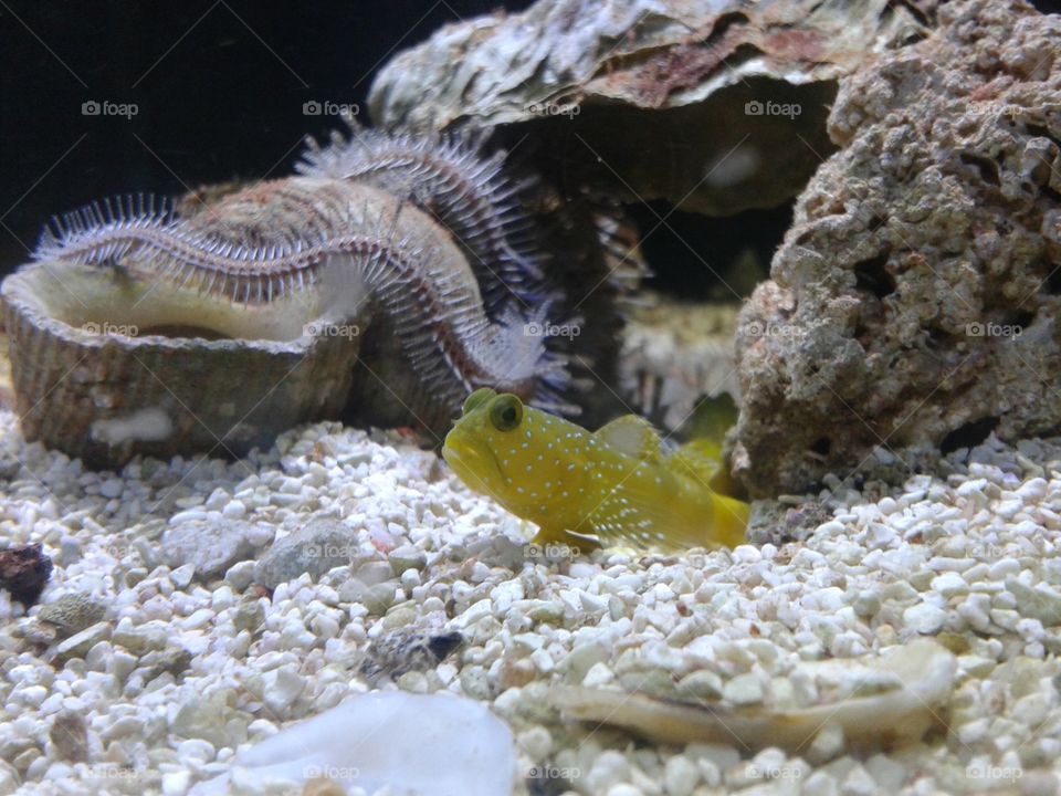 yellow prawn goby. one of the fish from work that sometimes pose