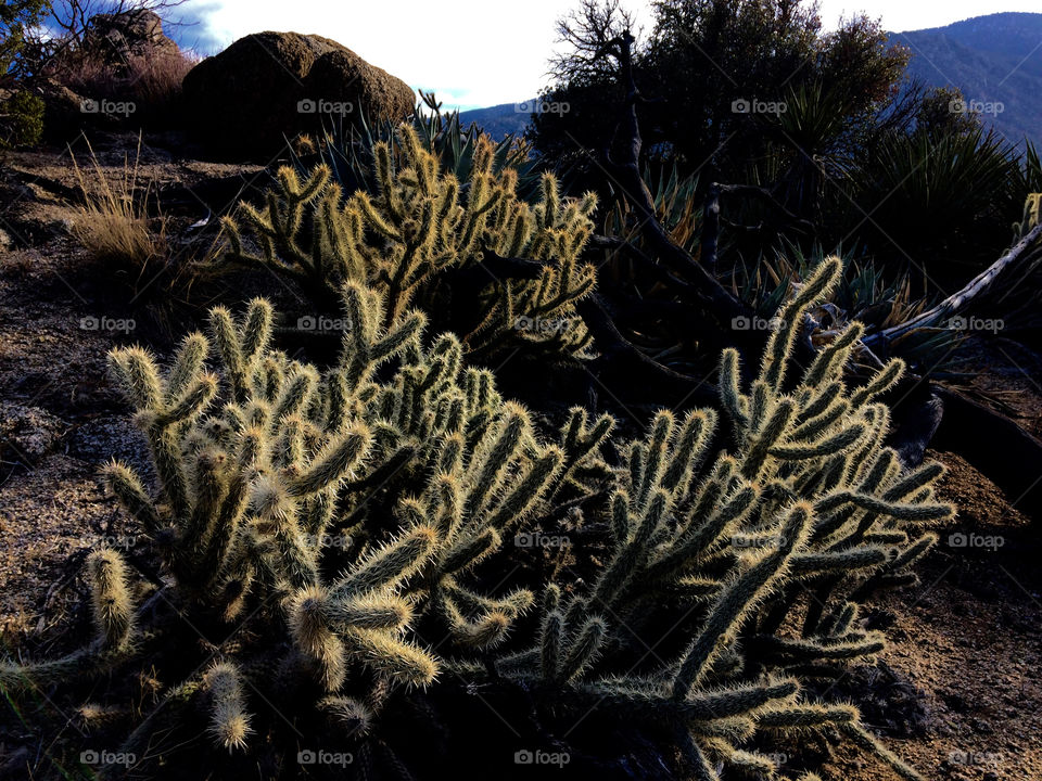 Cactus bristles in the evening light