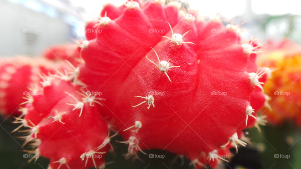 Red Cactus