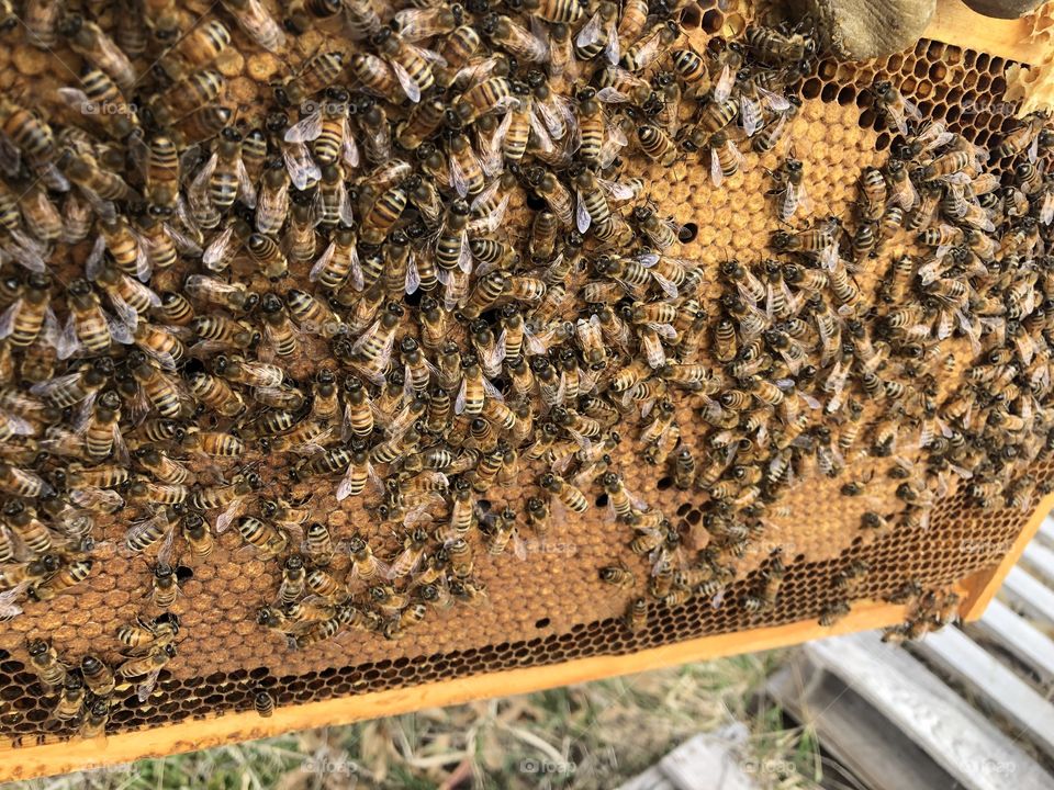 Minnesota Hygienic, honeybees, capped brood, brood, Frame, bees, 
