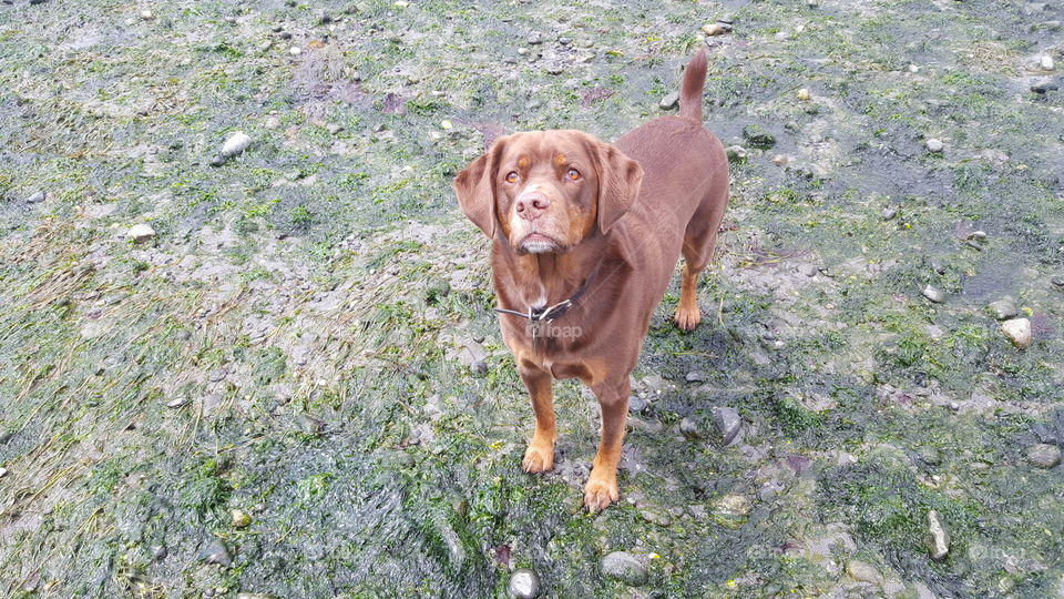 Low tide beach time, in deep thought
