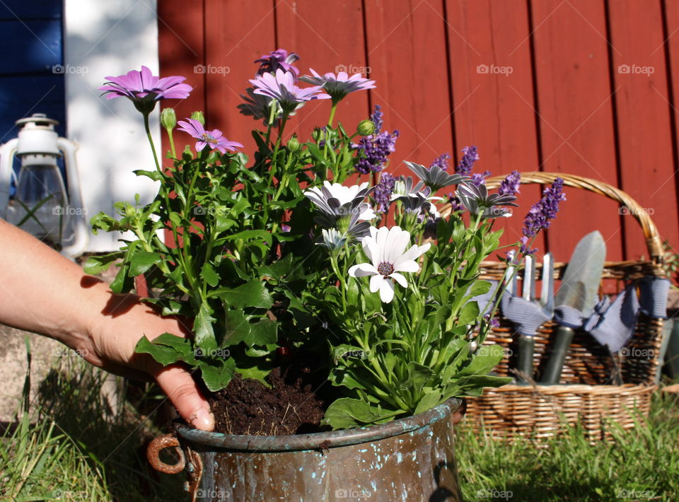 Gardening plants