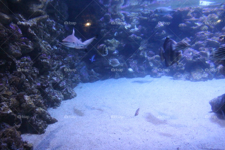 aquarium