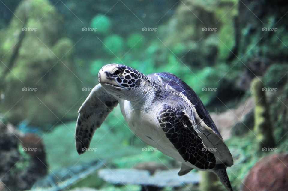 Underwater turtle swimming