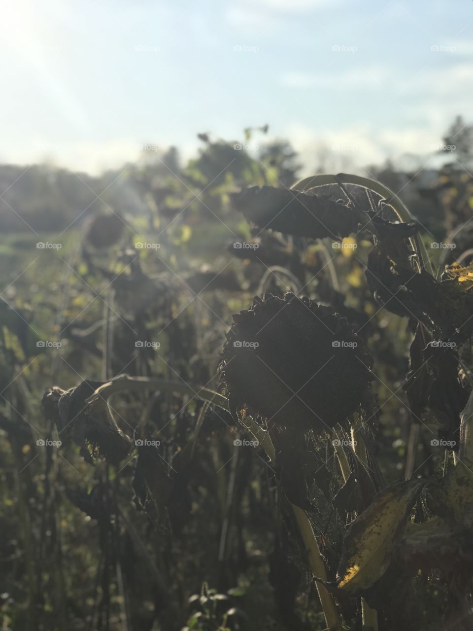 Dried Sunflowers 