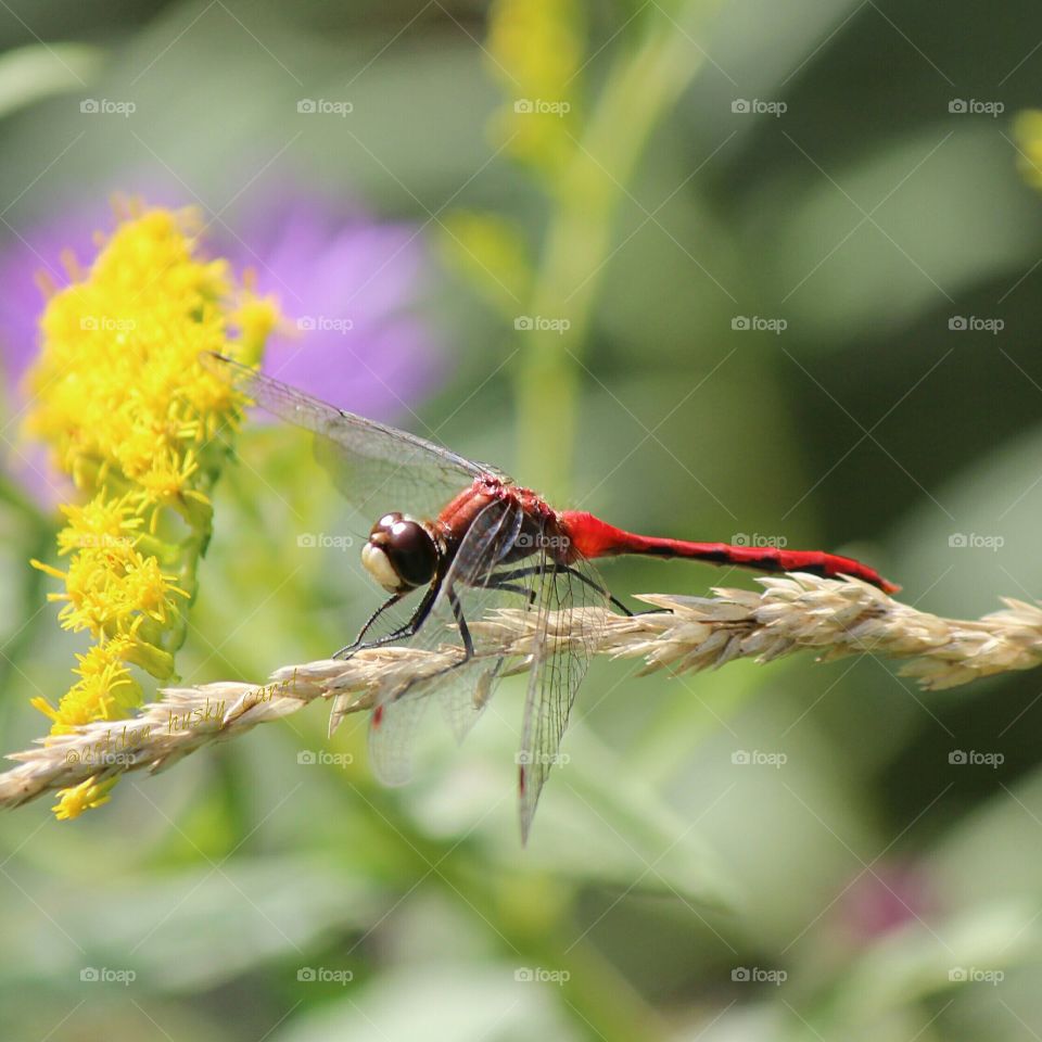 Dragonfly resting on the grass on a beautiful summer day
