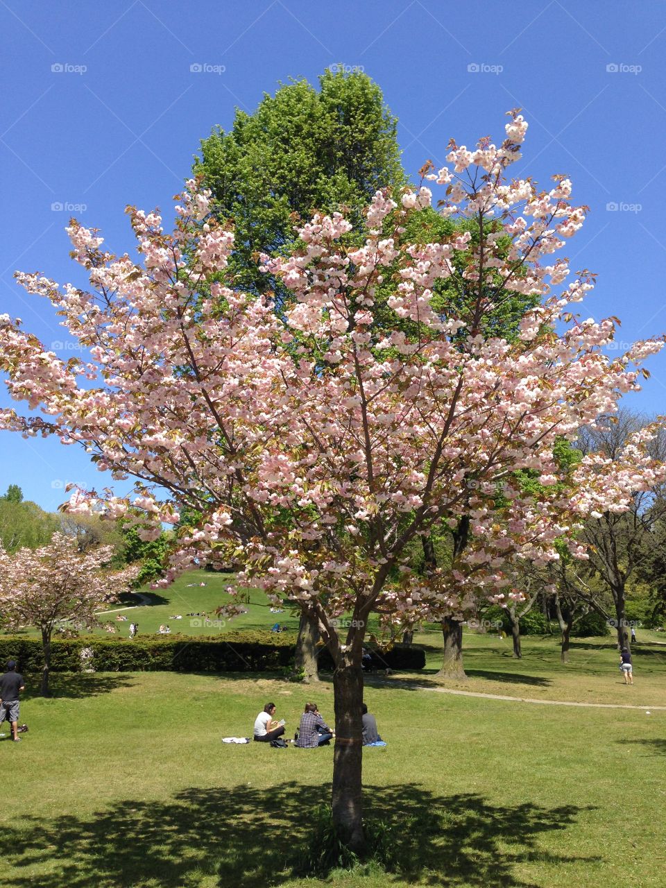 Tree, Flower, Cherry, Park, Landscape