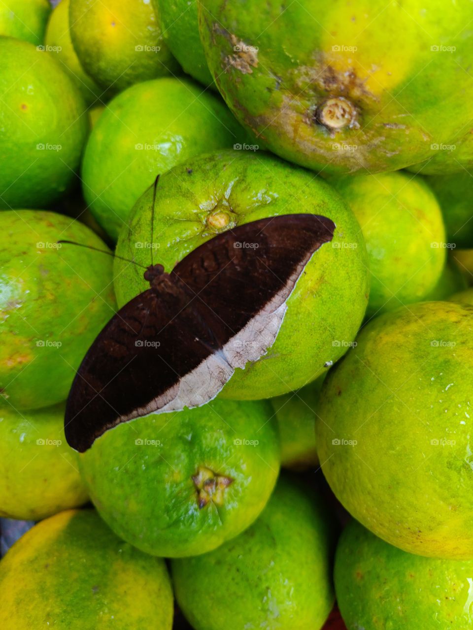 butterfly on green sweetlimes