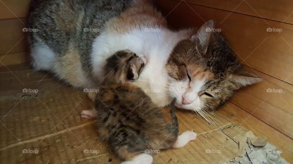 mother cat