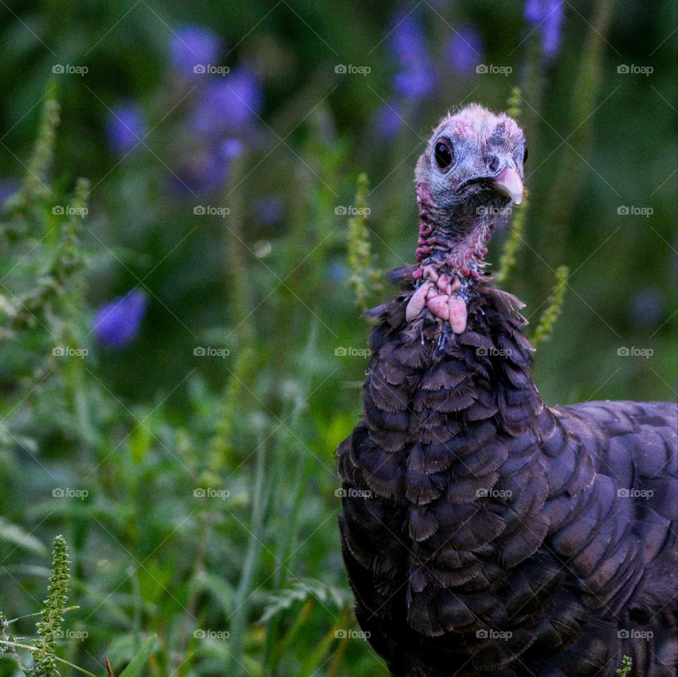 Wild turkey posing for the photo