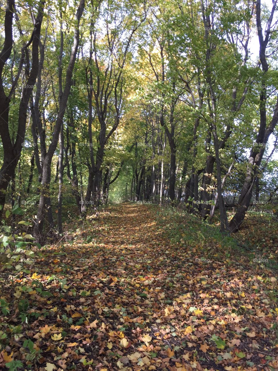 Autumn in the forest 