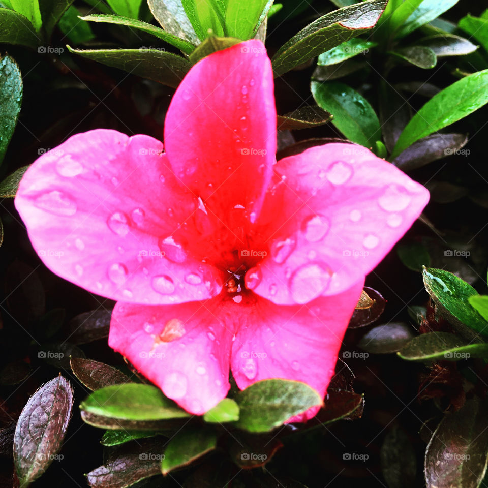Flores do nosso jardim, para alegrar e embelezar nosso dia. Gotejadas pela chuva, ainda mais bonitas!
Jardinagem é nosso hobby.
🌸 🌹
#flor #flowers #flower #pétalas #garden #natureza #nature #flora #photography #fotografia #gotas #photo