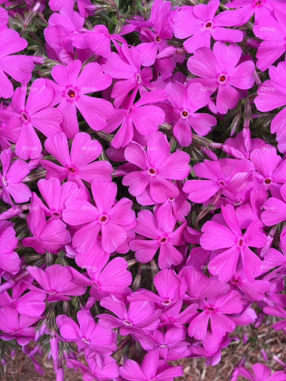 Phlox