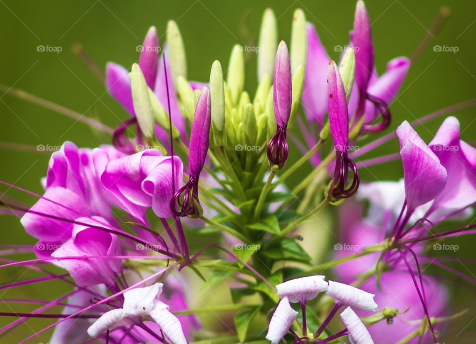 Yellow and purple flowers