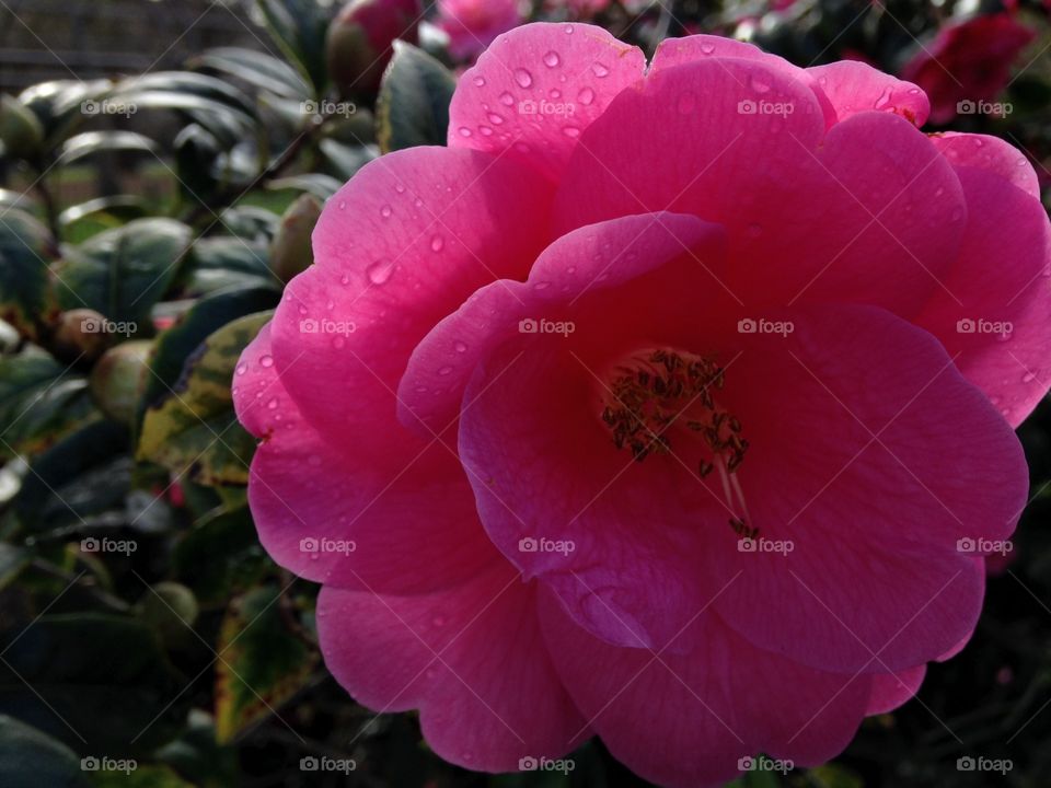 Camelia in hyde park corner, fresh morning