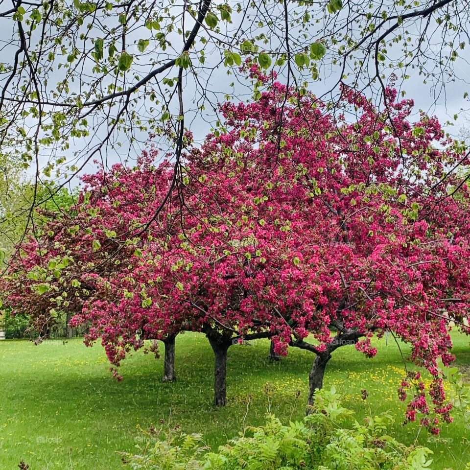 Spring time blooming trees at the park near my home 