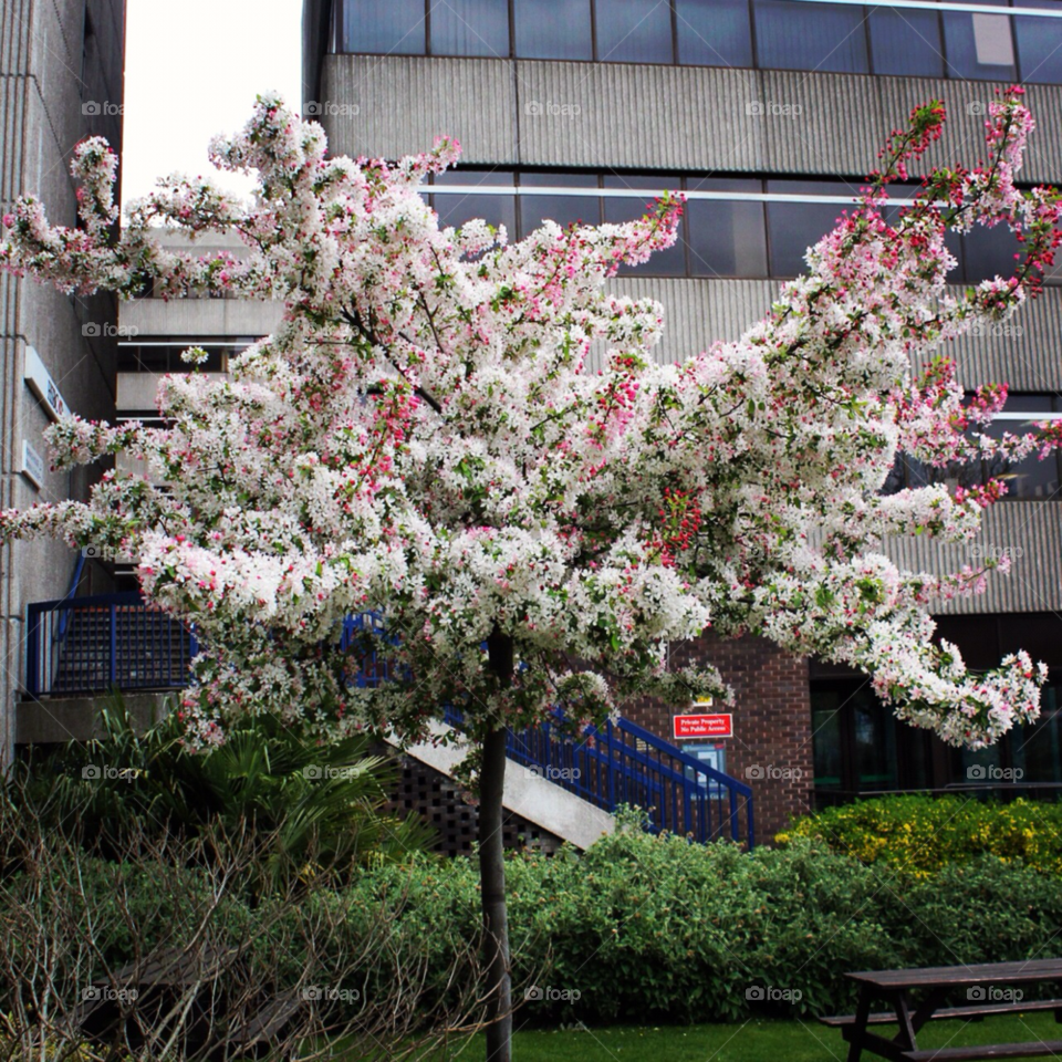 southampton england july 2011 by sabour hamidi blossom by sab.hamidi